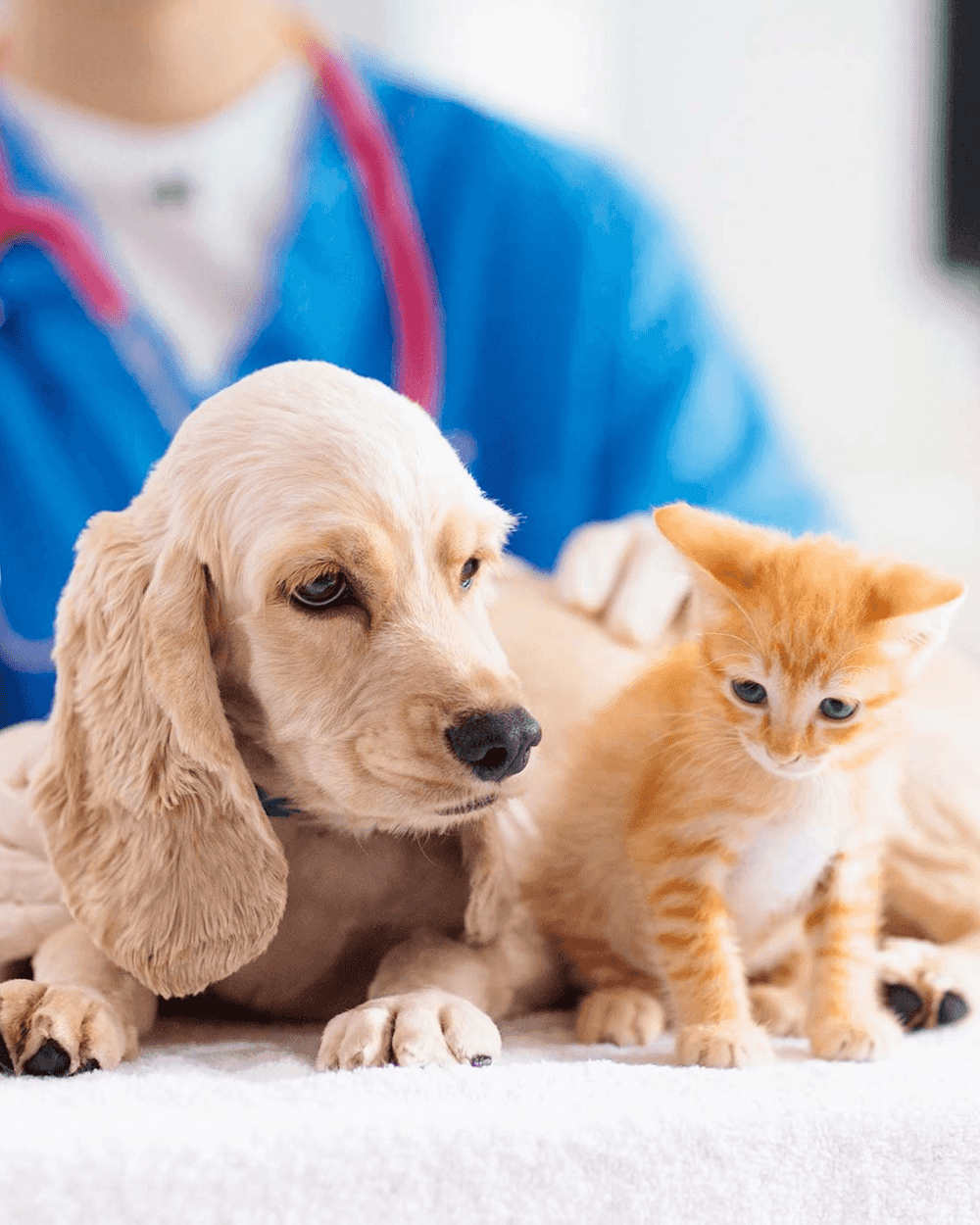 Intérêts en Médecine Vétérinaire