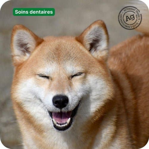 À quelle fréquence brosser les dents de son chien ?