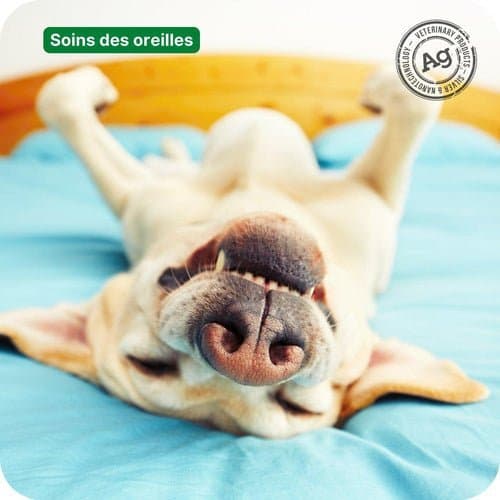 6 conseils pour mettre des gouttes dans les oreilles de votre animal et les nettoyer efficacement