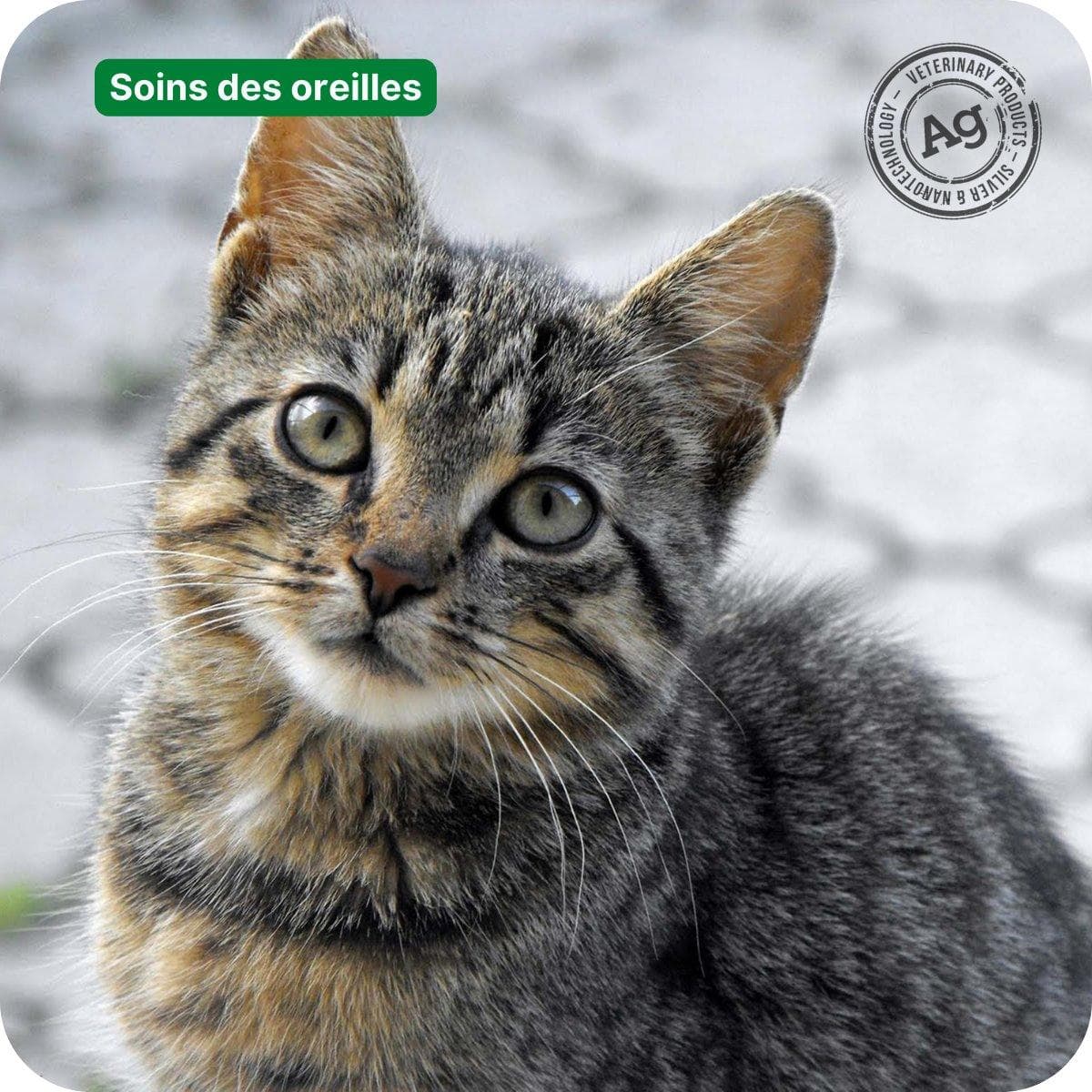 Conseils pour donner des gouttes auriculaires aux chats