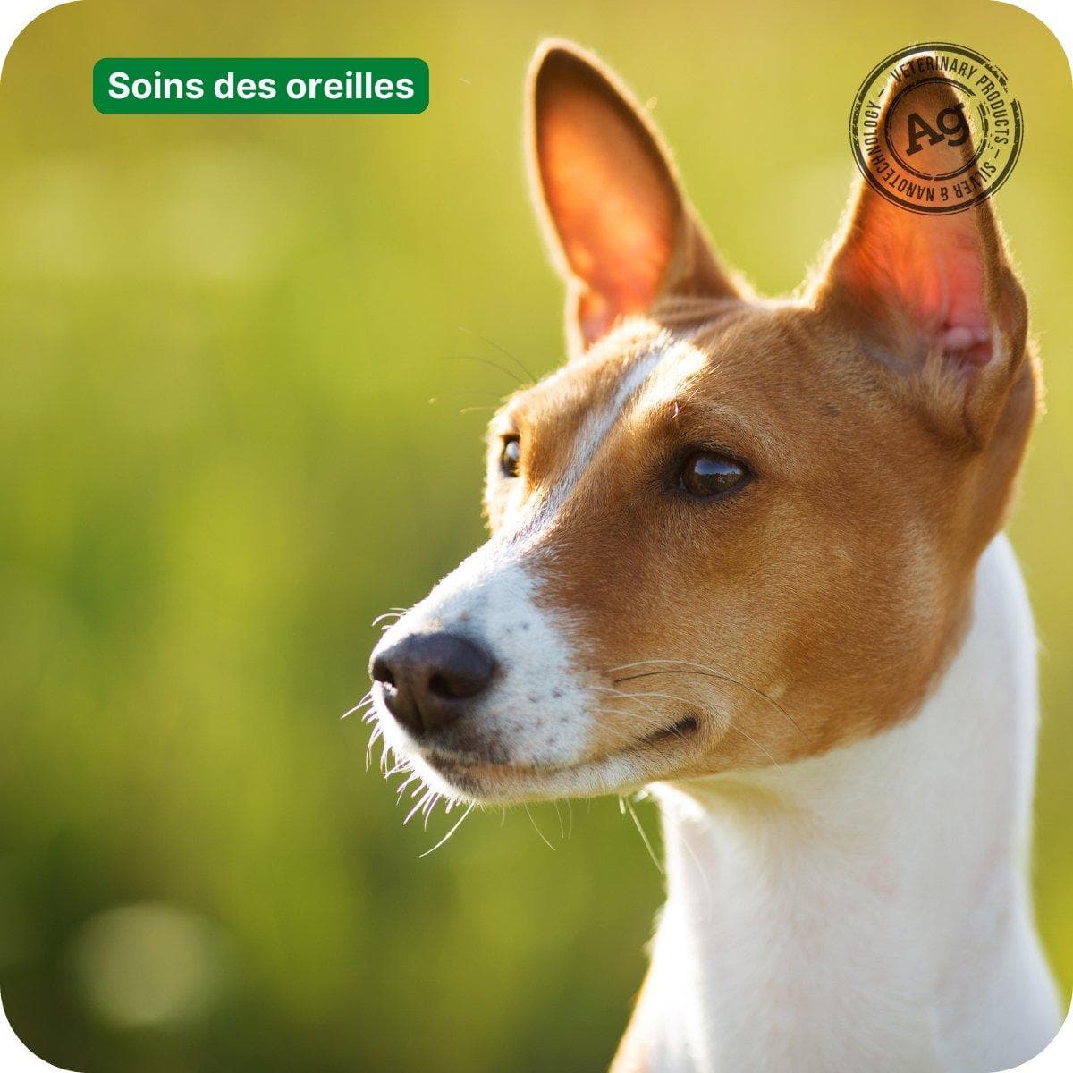 Nettoyer correctement les oreilles de mon animal