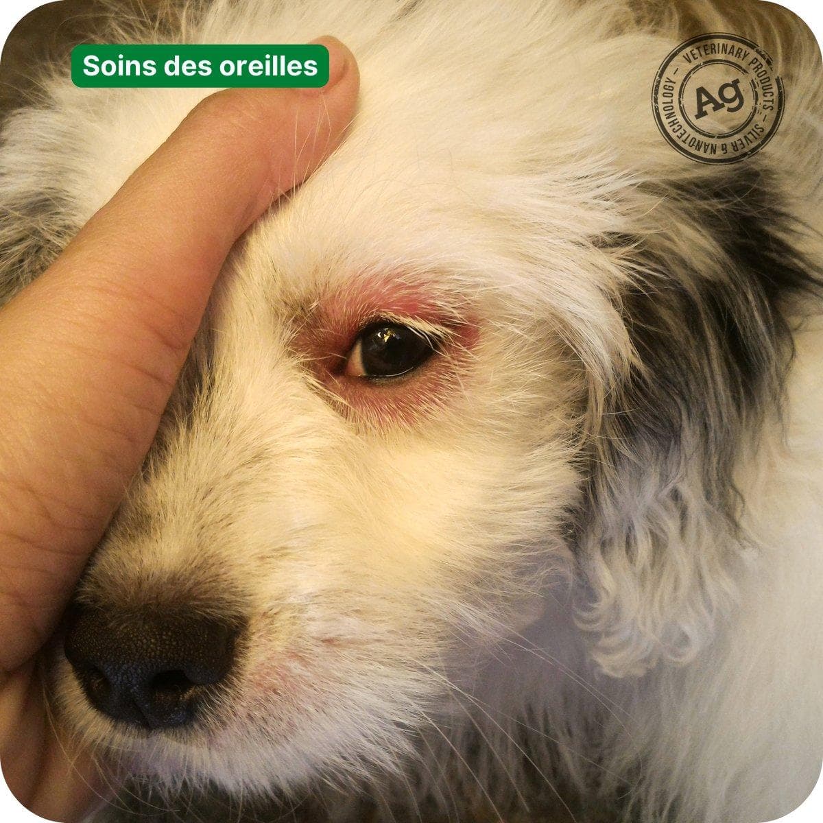 Rhume des foins, allergie au pollen : que faire pour soulager son animal de compagnie ?