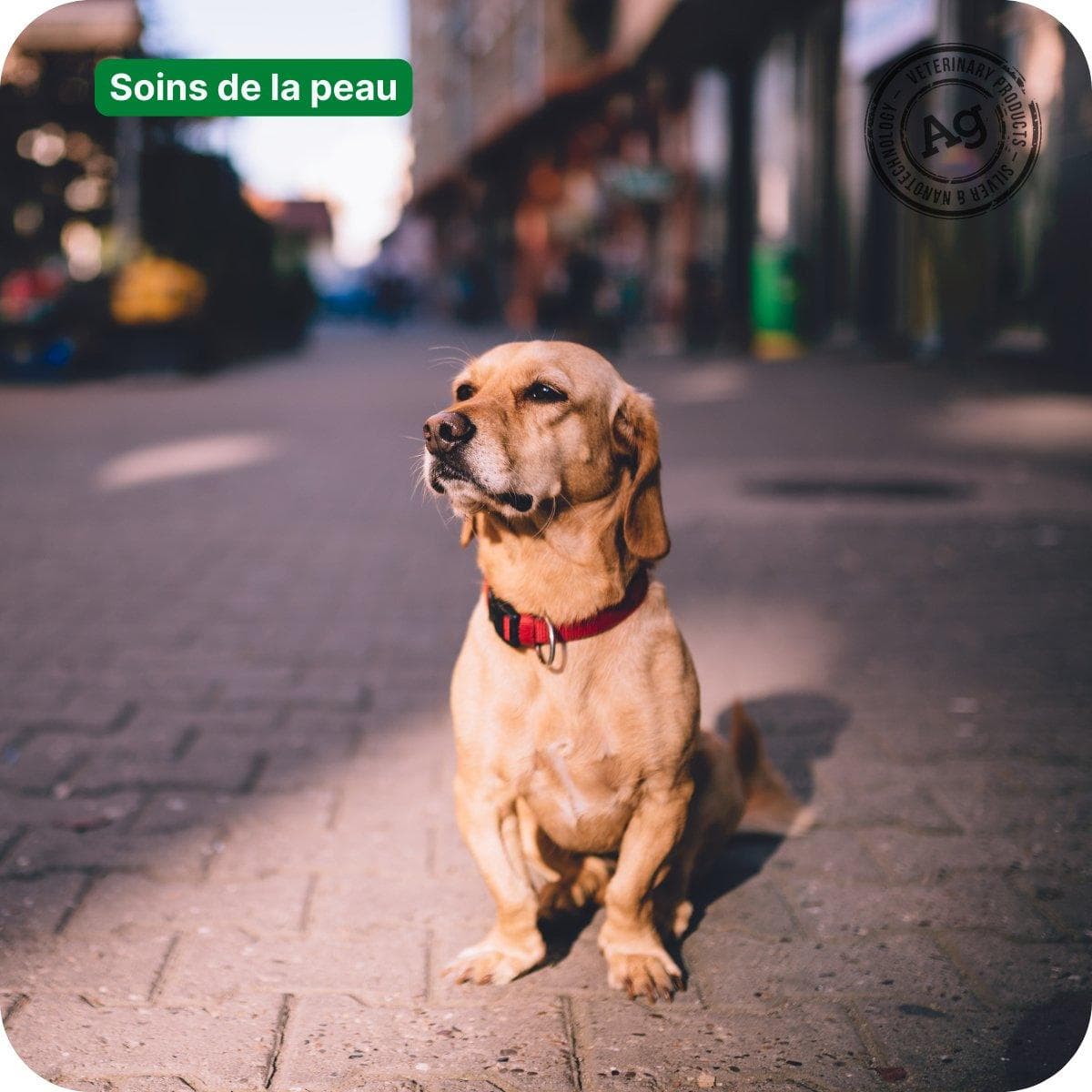 Protégez votre chien ou votre chat des dangers de l'asphalte chaud