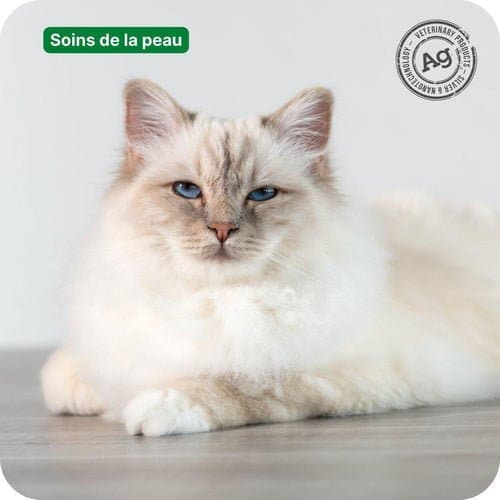 Comment entretenir le pelage d'un chat à poils longs ?