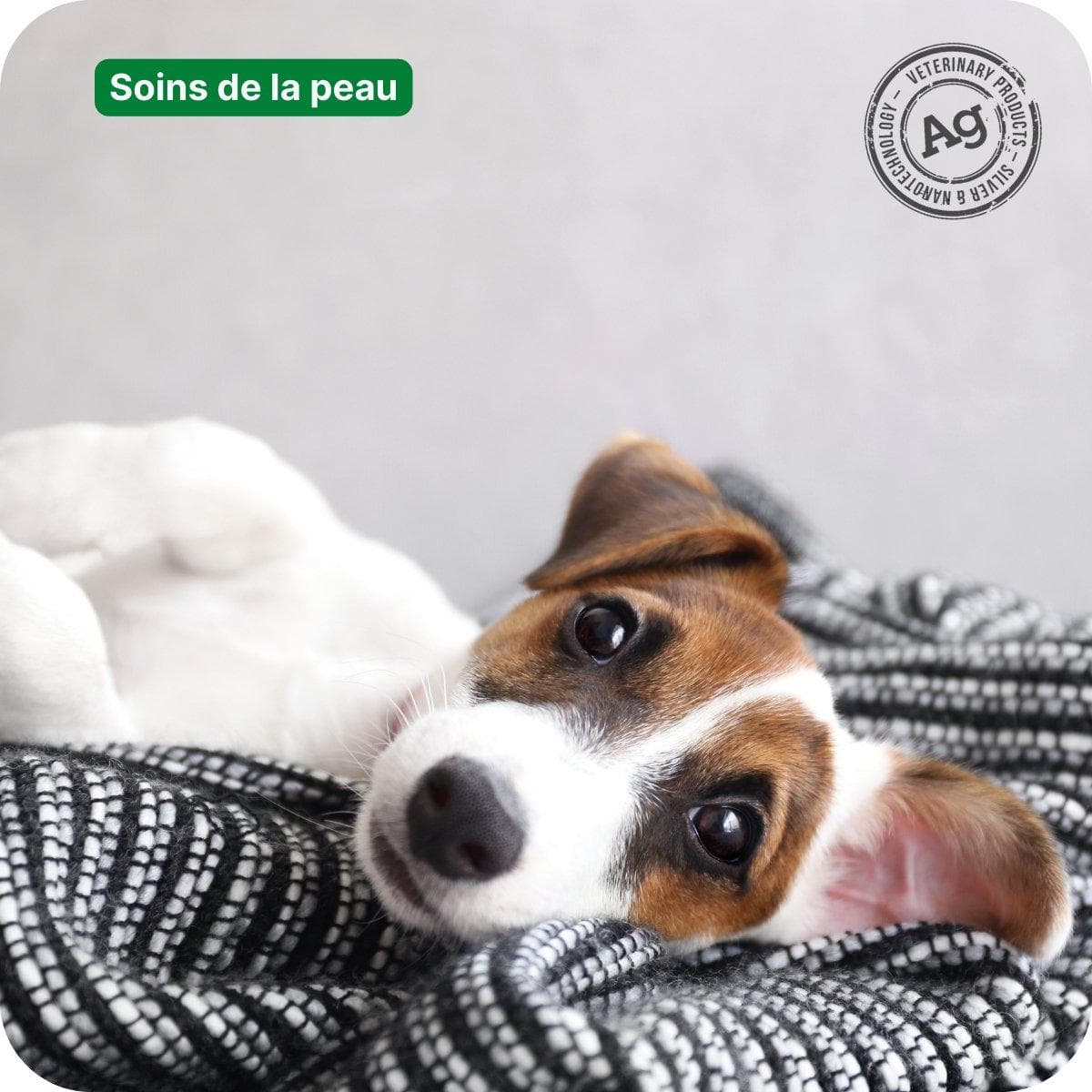 À quelle fréquence doit-on laver son chien ?