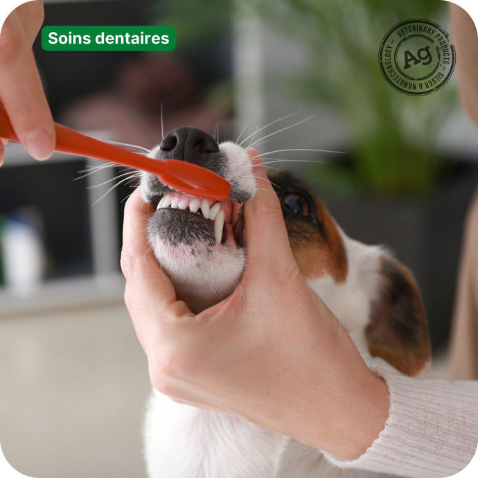 Conseils contre la mauvaise haleine et le nettoyage des dents chez le chien