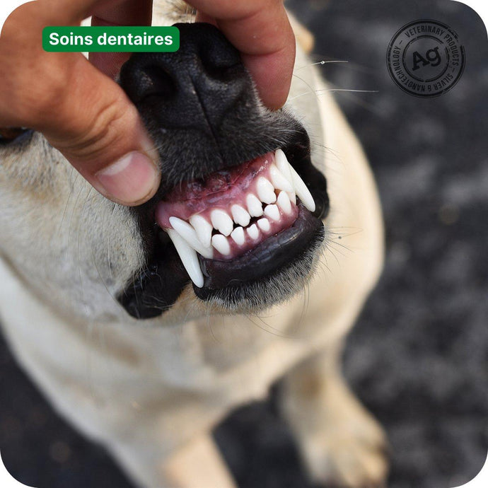 Dois-je brosser les dents de mon chien ?