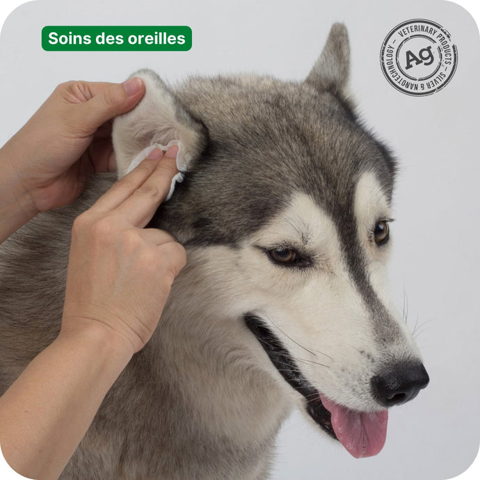 Prendre soin des oreilles du chien