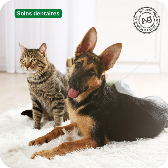 Vous souhaitez prolonger la vie de vos animaux de compagnie ? Prenez soin de leurs dents.