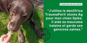 Dentifrice chien, TraumaPet® Stoma Ag - TraumaPet France