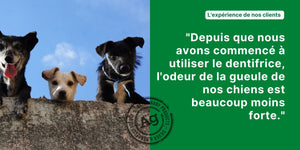 Dentifrice chien, TraumaPet® Stoma Ag - TraumaPet France