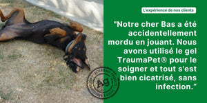 Gel pour plaies chien, TraumaPet® Gel Ag - TraumaPet France